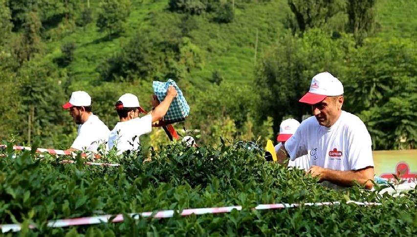 ÇAYKUR işçi alımındaki son gelişmeler, başvuru detayları ve süreç hakkında