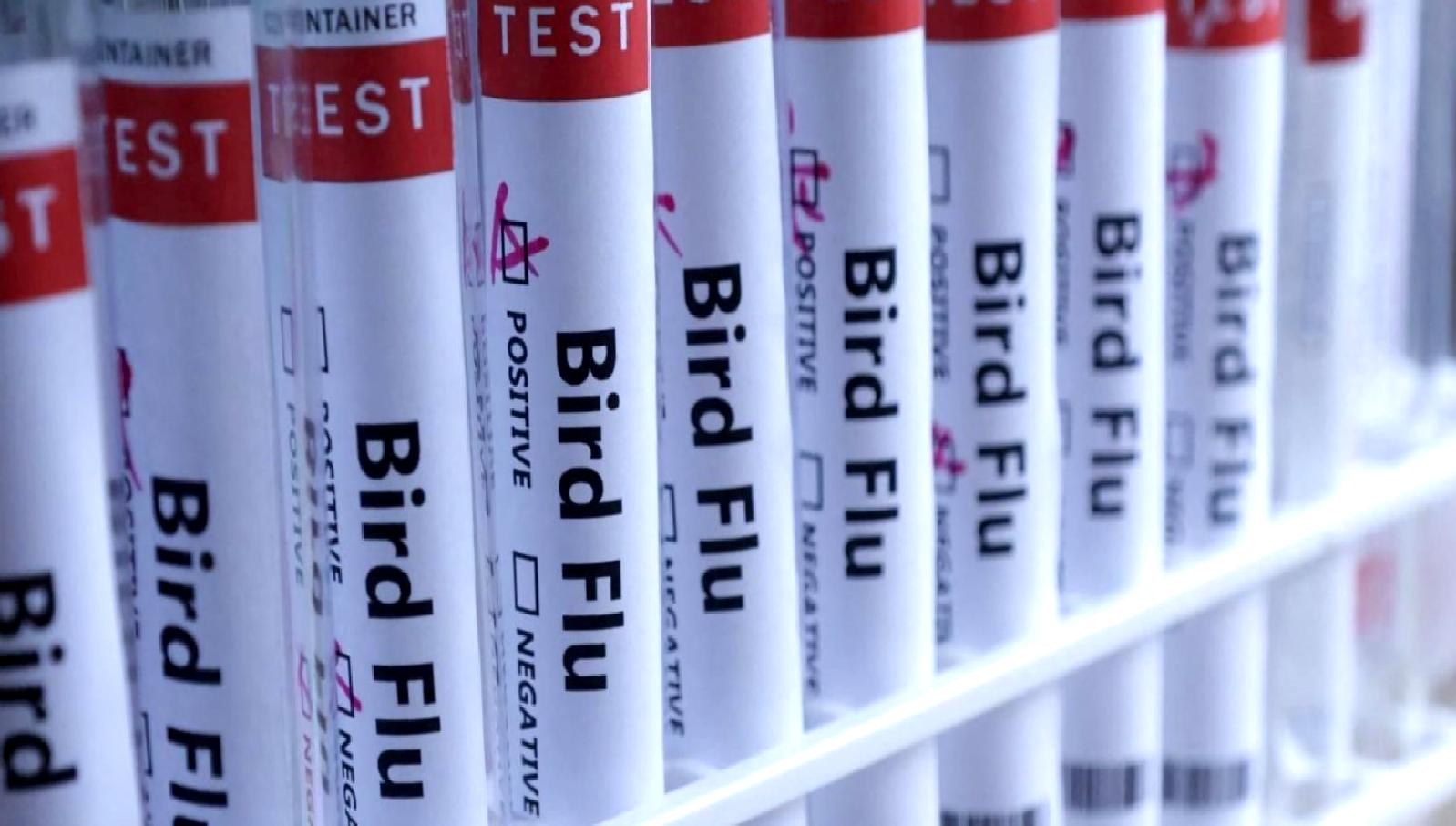 Coahuila Eyaletinde kuş gribi vakası ve influenza hakkında güncel bilgiler