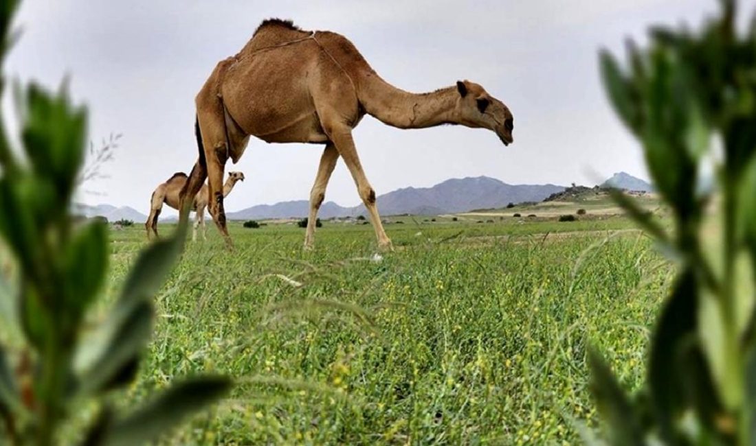 Dünya'nın geçmişini keşfedin; Arabistan'daki nemli dönemler ve buzul çağlarının etkileri