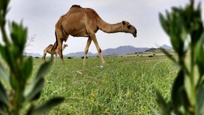 Dünya'nın geçmişini keşfedin; Arabistan'daki nemli dönemler ve buzul çağlarının etkileri