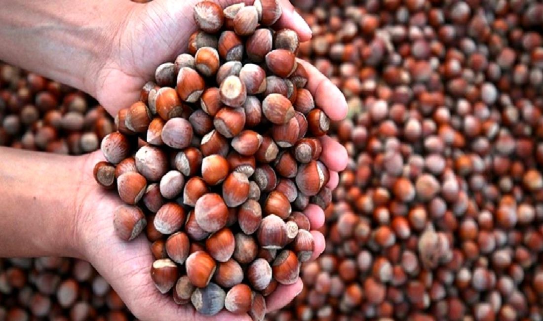 Giresun’da Zirai Donun Ardından Fındık Fiyatlarındaki Yüksek Artış ve Piyasa Durumu Giresun'da zirai don sonrası fındık fiyatlarındaki yüksek artış ve piyasa