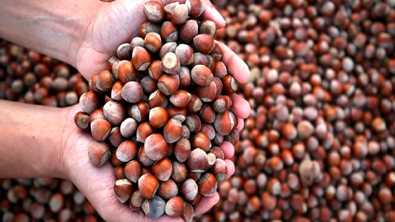 Giresun'da zirai don sonrası fındık fiyatlarındaki yüksek artış ve piyasa