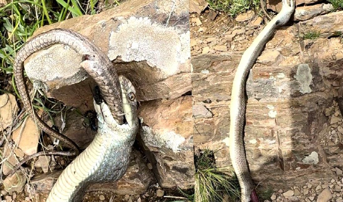 Hakkari’de Doğa Yürüyüşü Sırasında İlginç Yılan Olayı Hakkari'de doğa yürüyüşü sırasında yaşanan ilginç yılan olayı ve doğanın