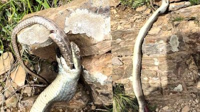 Hakkari'de doğa yürüyüşü sırasında yaşanan ilginç yılan olayı ve doğanın