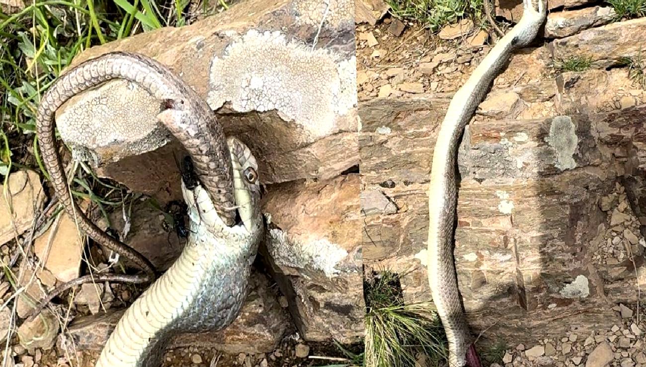 Hakkari'de doğa yürüyüşü sırasında yaşanan ilginç yılan olayı ve doğanın