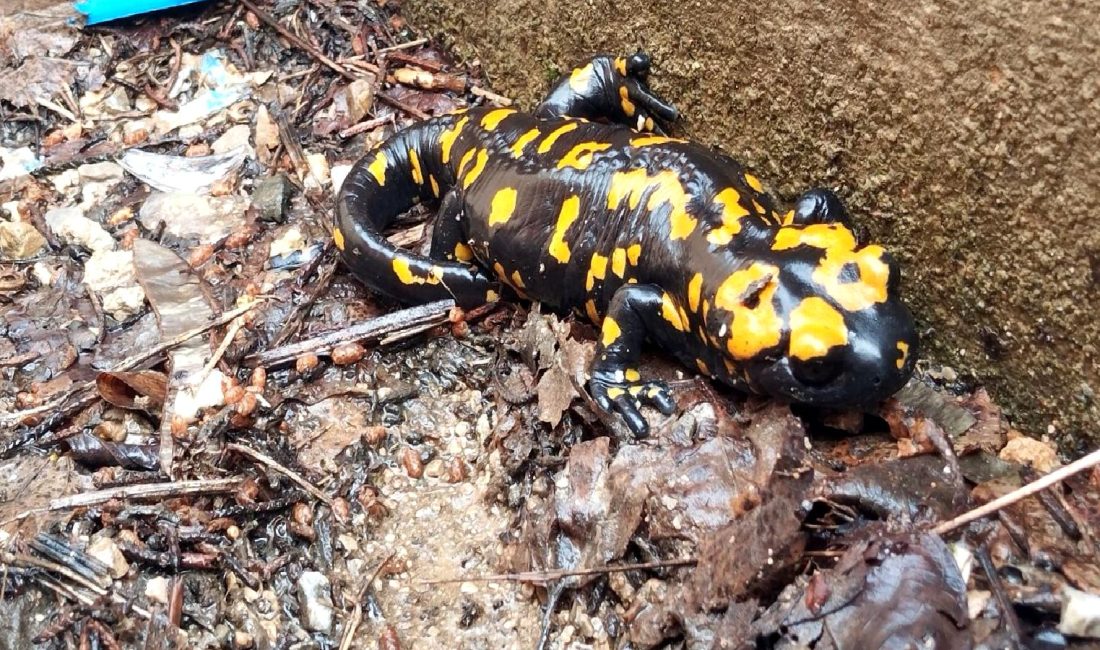 Himmetli İlkokulu'nda nadir görülen sarı benekli semenderin görüntülenmesi, doğa severler