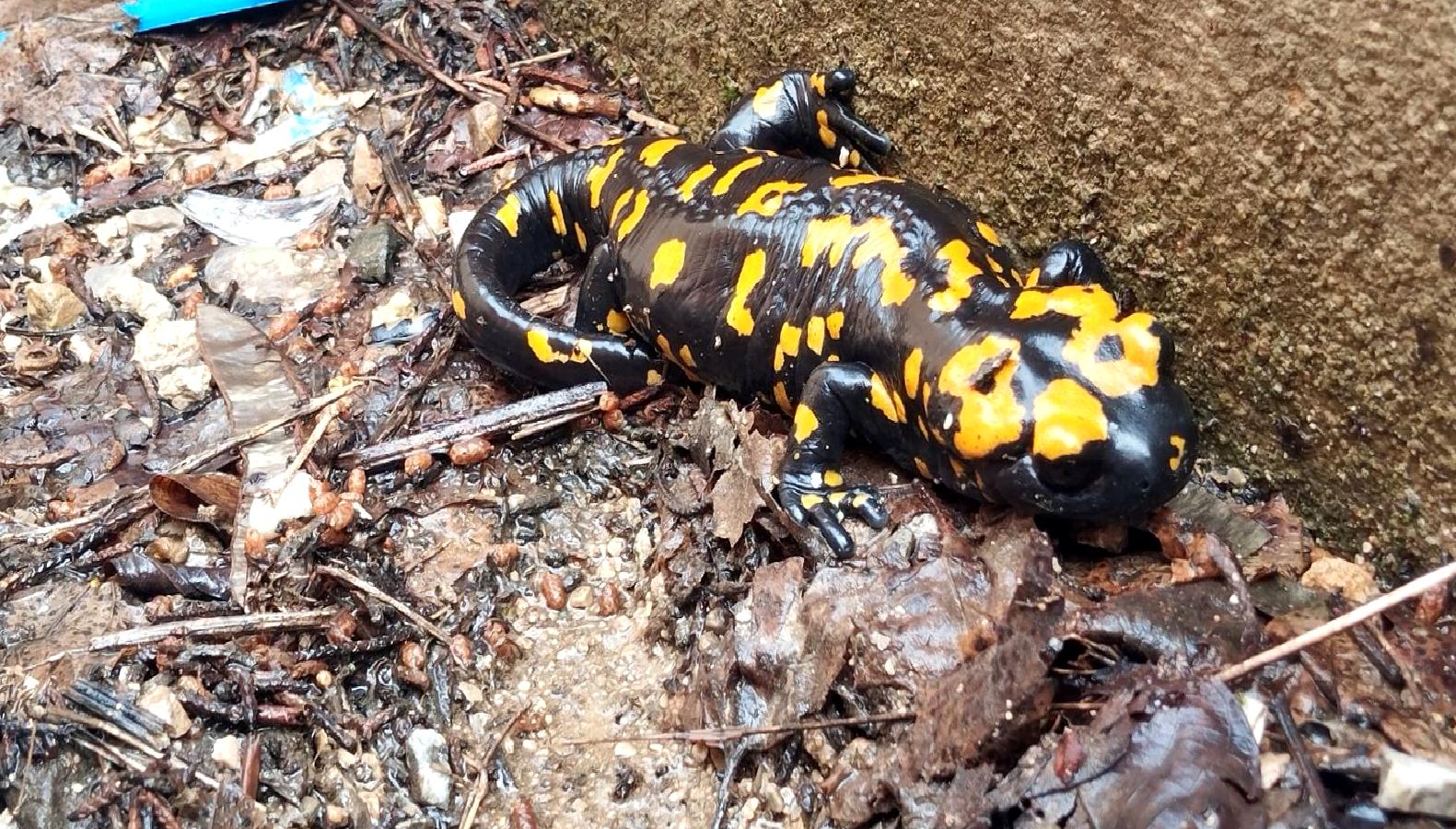 Himmetli İlkokulu'nda nadir görülen sarı benekli semenderin görüntülenmesi, doğa severler