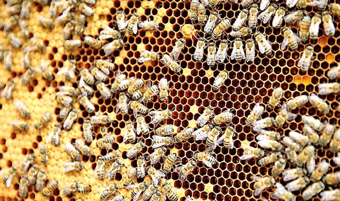 İklim değişikliğinin arı popülasyonları ve tarımsal ekosistemler üzerindeki etkilerini inceleyen