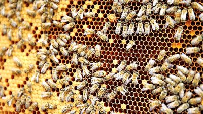 İklim değişikliğinin arı popülasyonları ve tarımsal ekosistemler üzerindeki etkilerini inceleyen