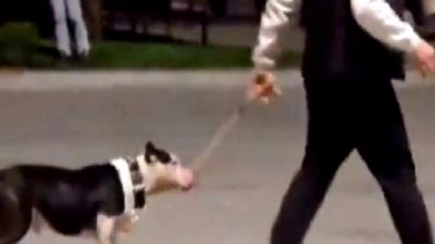 İstanbul Emniyet Müdürlüğü, Pitbull salgınına karşı önlem ve soruşturma çalışmalarıyla
