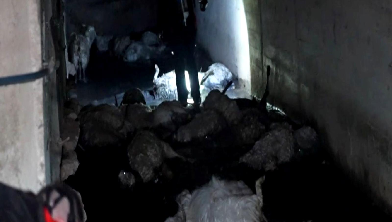 Kırıkkale'de meydana gelen hayvan zehirlenmesi olayında 23 hayvan telef oldu.