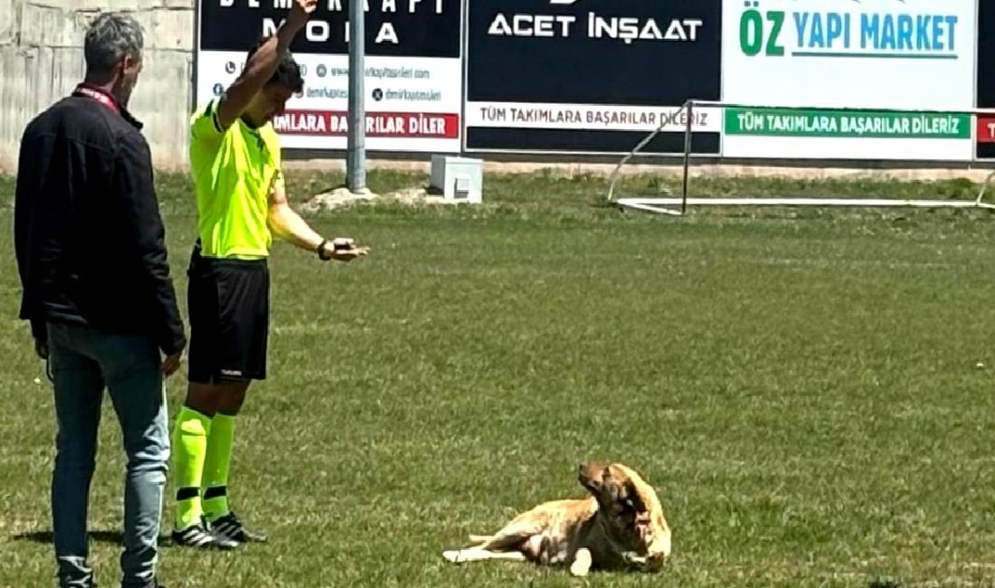 Konya İkinci Amatör Küme C Grubu’nda Unutulmaz Bir Olay: Sahipsiz Köpeğin Maçta Yarattığı Heyecan Konya İkinci Amatör Küme C Grubu'nda sahipsiz köpeğin maçta yarattığı