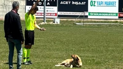 Konya İkinci Amatör Küme C Grubu'nda sahipsiz köpeğin maçta yarattığı