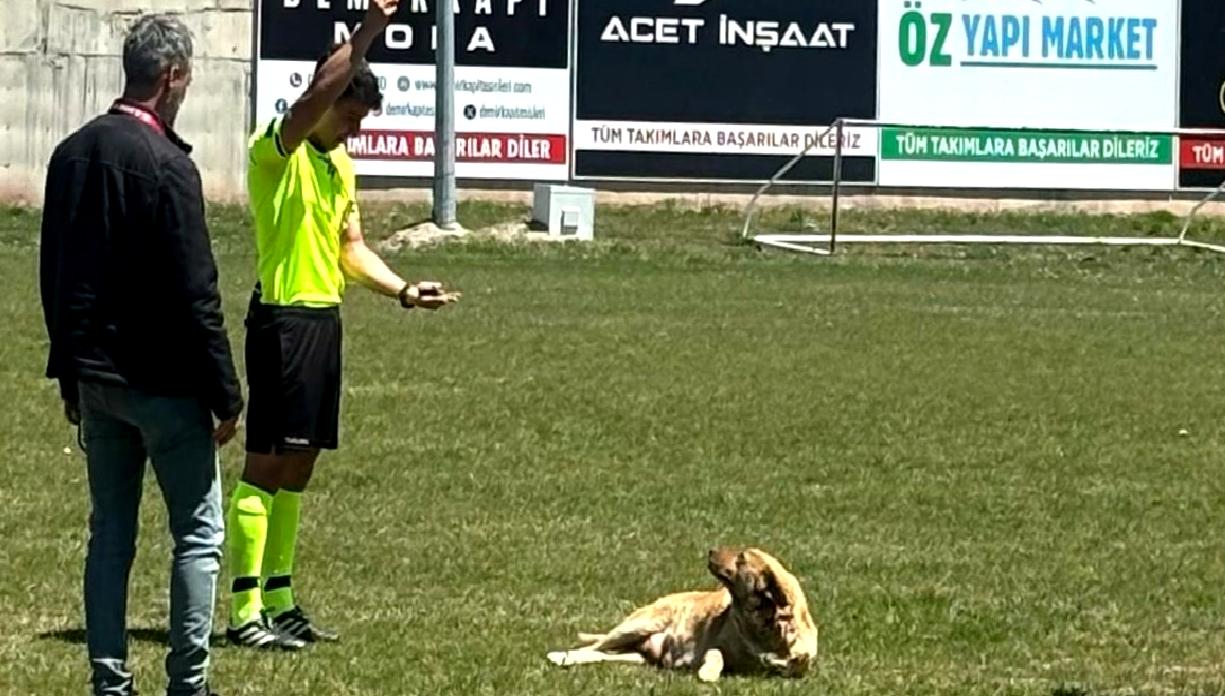 Konya İkinci Amatör Küme C Grubu'nda sahipsiz köpeğin maçta yarattığı