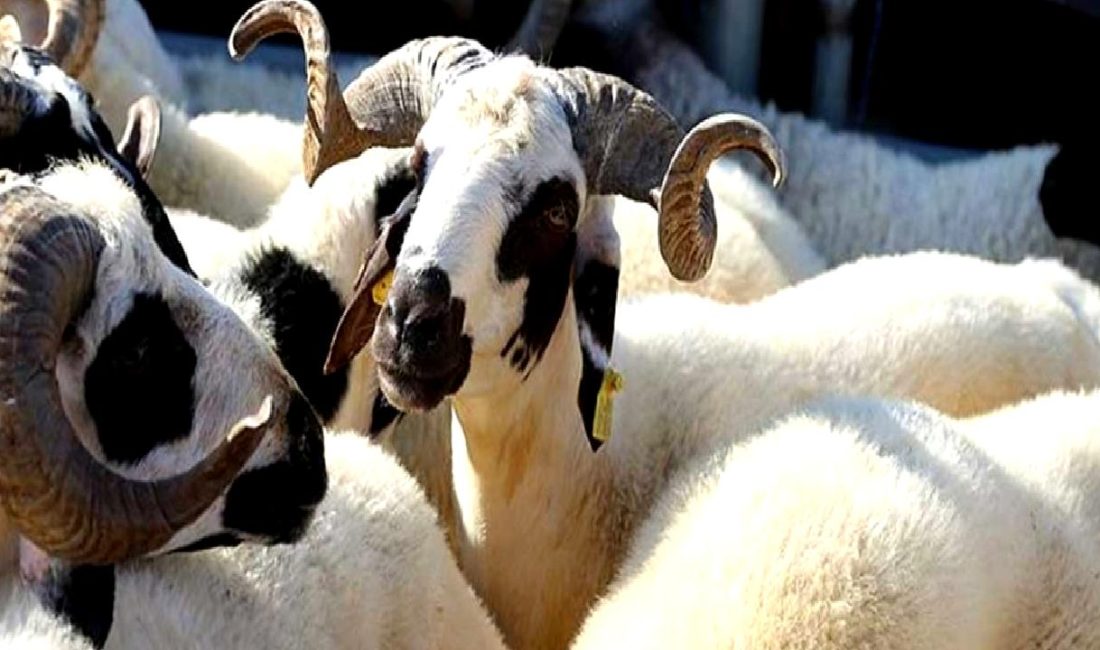 Kurban Bayramı Öncesi Canlı Hayvan ve Hayvansal Ürünlerin Nakli Düzenlemeleri Kurban Bayramı öncesi canlı hayvan ve ürünlerin nakliyle ilgili düzenlemeleri,