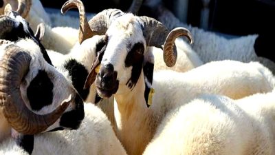 Kurban Bayramı öncesi canlı hayvan ve ürünlerin nakliyle ilgili düzenlemeleri,