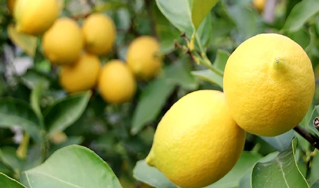 Limon ihracatında alınan geçici durdurma kararı, sektör temsilcileri tarafından nasıl