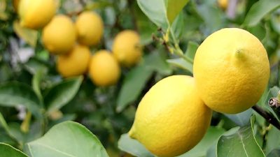 Limon ihracatında alınan geçici durdurma kararı, sektör temsilcileri tarafından nasıl