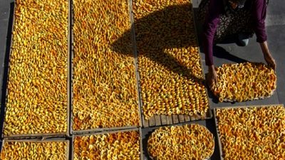 Malatya'da kayısı üreticileri, don olayının tehditleriyle karşı karşıya. Hasat öncesi