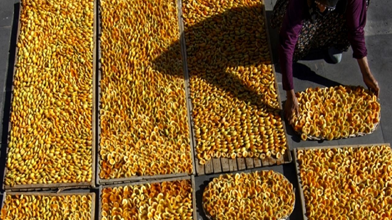Malatya'da kayısı üreticileri, don olayının tehditleriyle karşı karşıya. Hasat öncesi