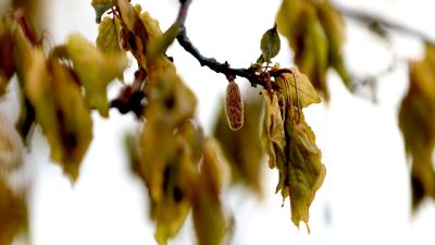 Meclis, zirai don felaketinin etkilerini araştırmak için özel bir komisyon