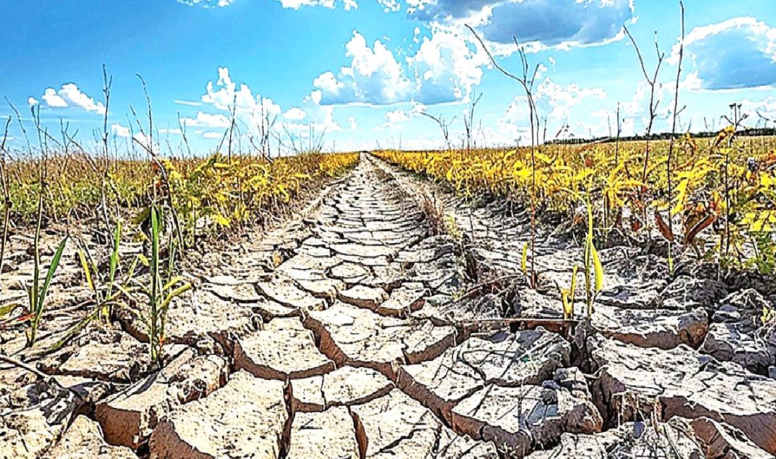 Mersin'de iklim değişikliği ve su krizi tarımı tehdit ediyor. Yeşil