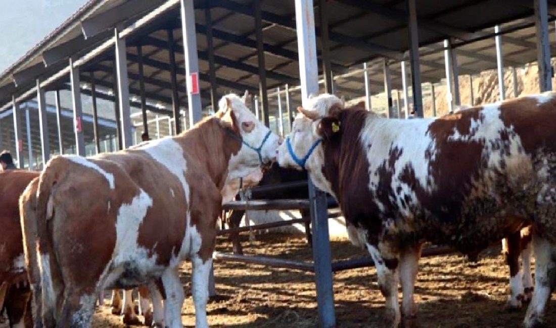 Oltu'da Kurban Bayramı öncesi hayvan pazarlarındaki canlılık ve hareketlilik hakkında