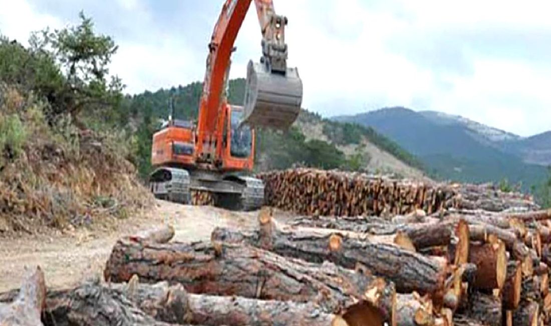 Ormanların karbon depolama kapasitesi, iklim değişikliği ile mücadelede kritik bir