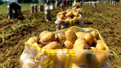 2025'te patates ihracatında rekor artış sürüyor. Türkiye'nin tarım gücü, global
