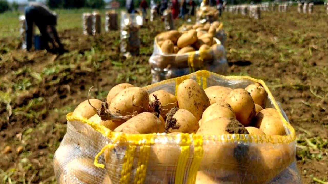 2025'te patates ihracatında rekor artış sürüyor. Türkiye'nin tarım gücü, global