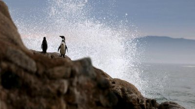 Penguenlerin Trump'a karşı başlattığı küresel isyan ve protesto yürüyüşü, iklim