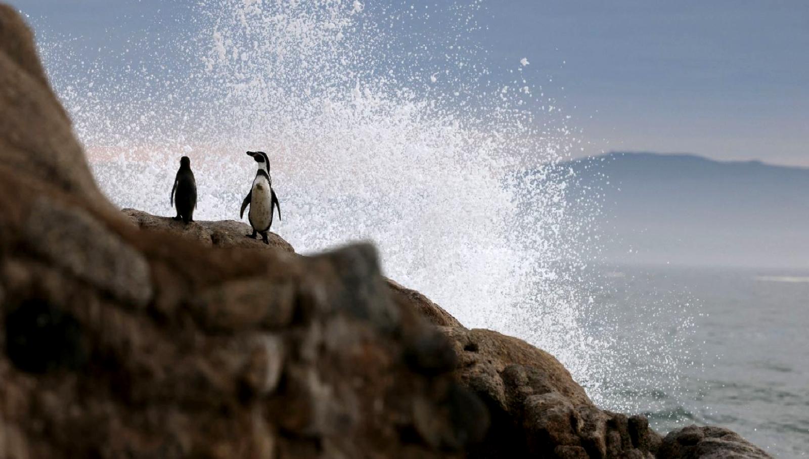 Penguenlerin Trump'a karşı başlattığı küresel isyan ve protesto yürüyüşü, iklim