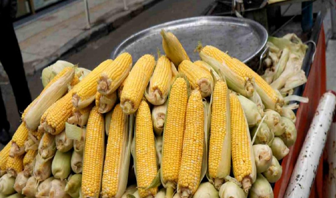 Samsun'da erkenci süt mısırları satışa sunuldu. Taze ve lezzetli mısırları