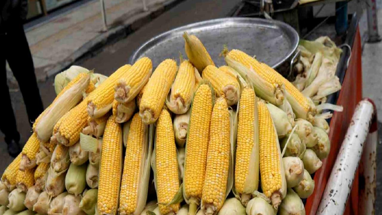 Samsun'da erkenci süt mısırları satışa sunuldu. Taze ve lezzetli mısırları