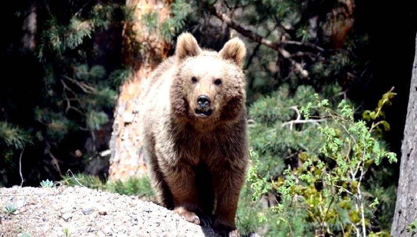 Slovakya'da artan ayı saldırılarına karşı acil durum ilan edildi. Güvenlik
