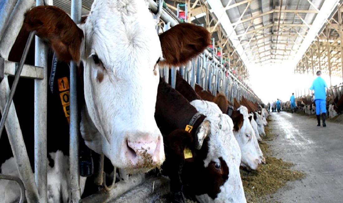 Süt ve Et Hayvancılığı: Denge ve Sürdürülebilirlik Üzerine Değerlendirmeler Süt ve et hayvancılığı üzerine denge ve sürdürülebilirlik değerlendirmeleri. Geleceğin