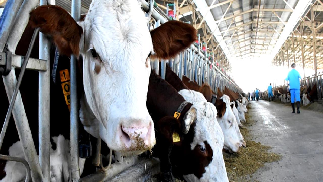 Süt ve et hayvancılığı üzerine denge ve sürdürülebilirlik değerlendirmeleri. Geleceğin