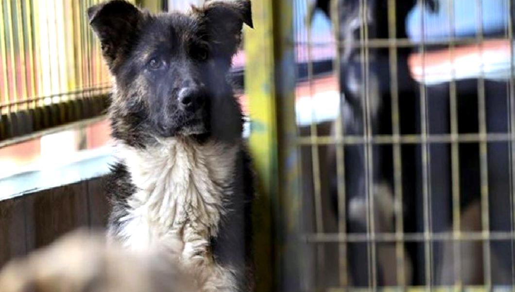 Tarım ve Orman Bakanı İbrahim Yumaklı, Dünya Veteriner Hekimleri Günü'nü