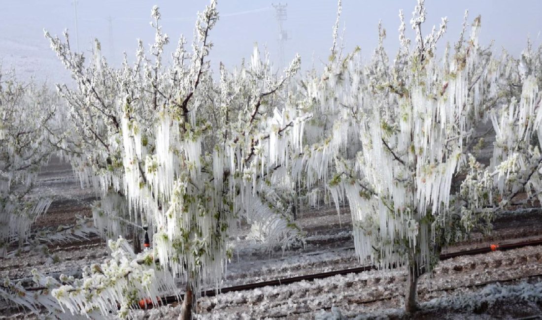 TARSİM’den Zirai Don Olayı Açıklaması ve Tarım Sigortasının Önemi TARSİM, zirai don olayları hakkında önemli açıklamalarda bulundu. Tarım sigortasının