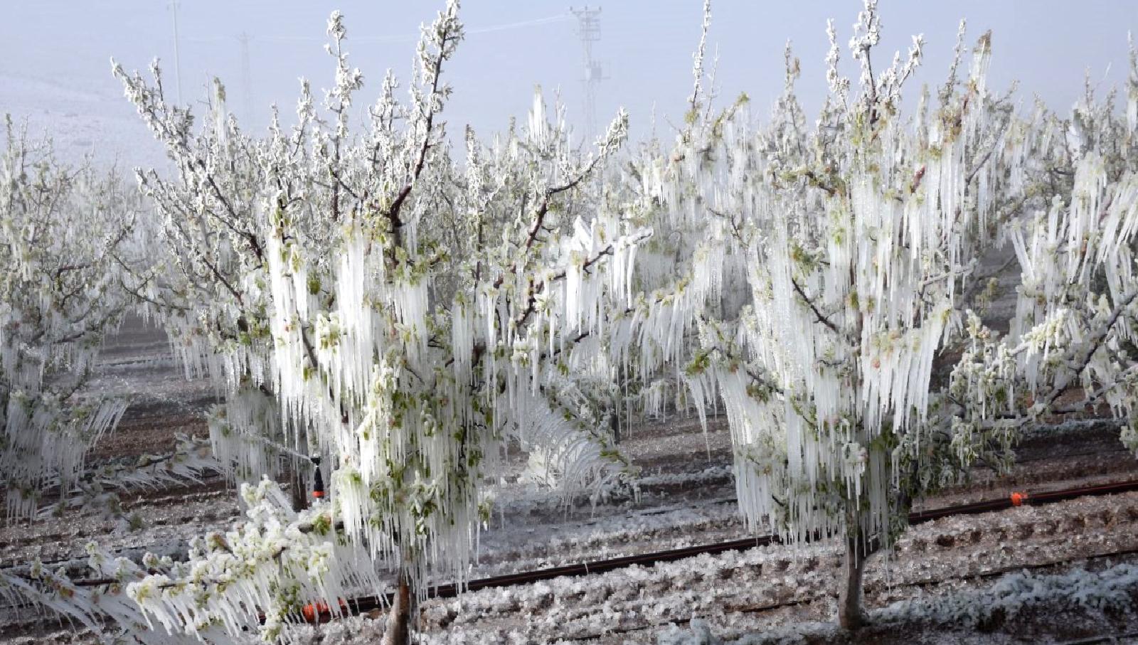 TARSİM, zirai don olayları hakkında önemli açıklamalarda bulundu. Tarım sigortasının