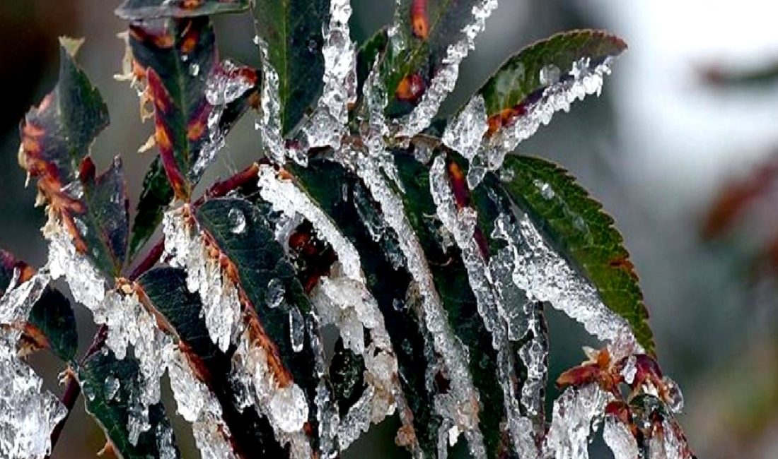 Türkiye'de zirai don olayının tarımsal etkilerini keşfedin. Tarımda yaşanan zorluklar