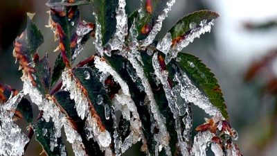 Türkiye'de zirai don olayının tarımsal etkilerini keşfedin. Tarımda yaşanan zorluklar