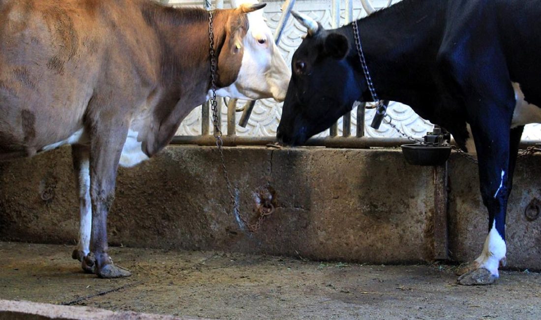 Türkiye'den Güney Amerika'ya sığır ithalatı planı ve detayları hakkında bilgi