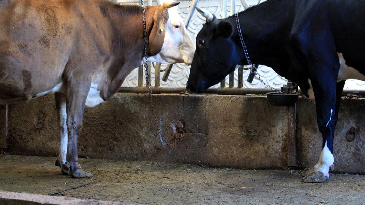 Türkiye'den Güney Amerika'ya sığır ithalatı planı ve detayları hakkında bilgi