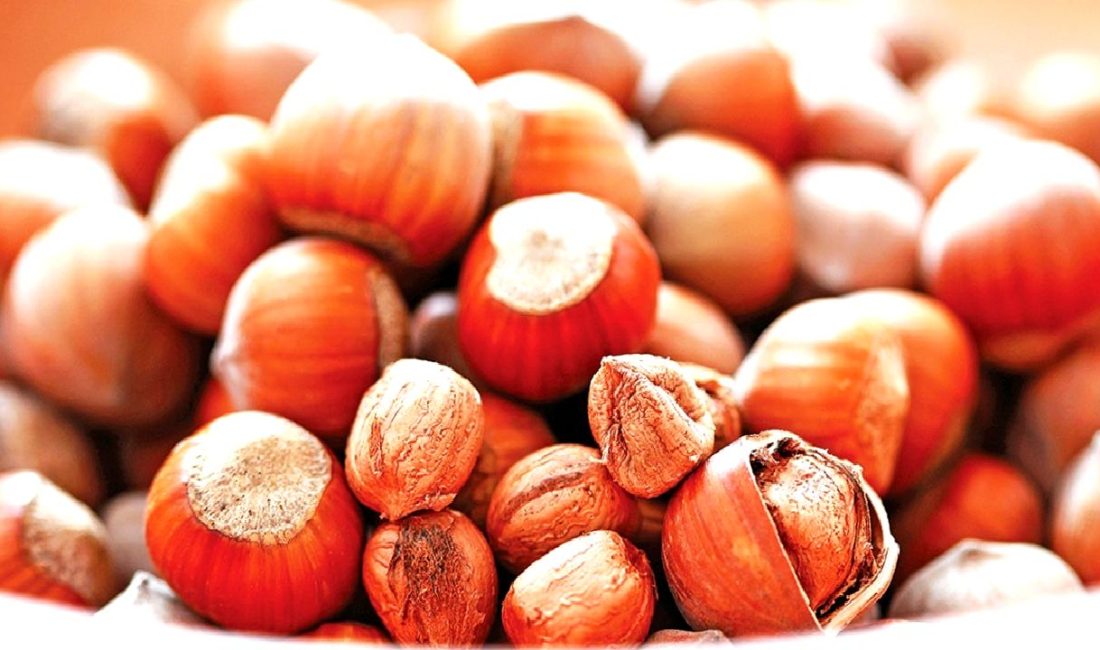 Türkiye’nin fındık üretimindeki düşüşü ve geleceğe yönelik vizyonu, sektörün sürdürülebilirliği