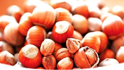 Türkiye’nin fındık üretimindeki düşüşü ve geleceğe yönelik vizyonu, sektörün sürdürülebilirliği