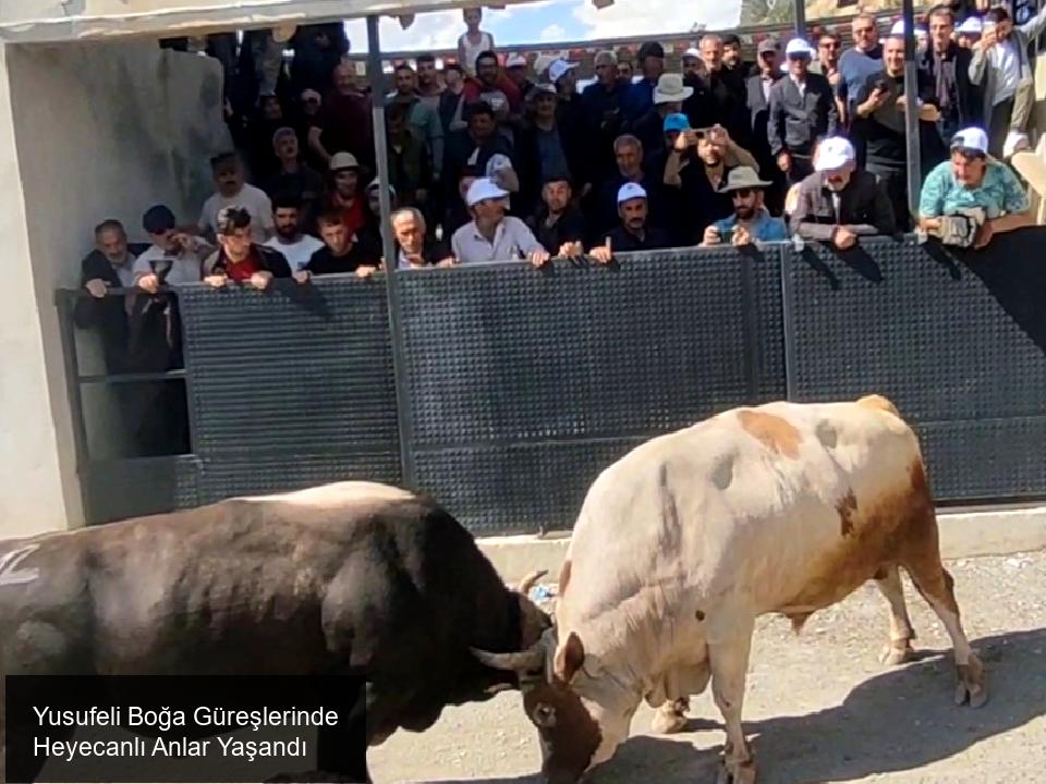 Geleneksel Yusufeli Boğa Güreşlerinde Unutulmaz Anlar