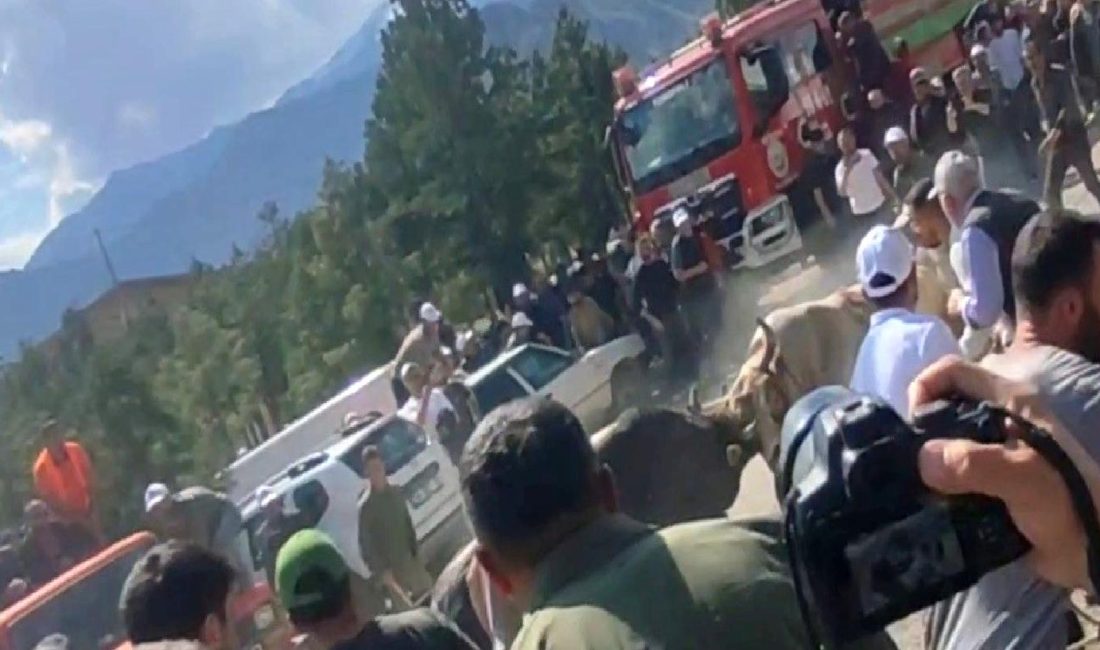 Yusufeli Boğa Güreşlerinde Heyecanlı Anlar Yaşandı Yusufeli Boğa Güreşleri'nde heyecan dolu anlar yaşandı. Geleneksel güreş etkinliği