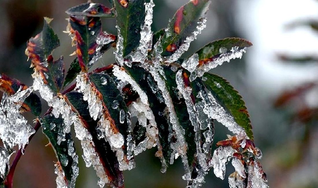 Zirai Don Olayı Değerlendirme Toplantısı Zirai Don Olayı Değerlendirme Toplantısı, tarım sektöründeki etkileri ve çözüm
