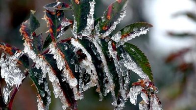 Zirai Don Olayı Değerlendirme Toplantısı, tarım sektöründeki etkileri ve çözüm